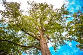 Best Tree Health Inspection  in Estill, SC